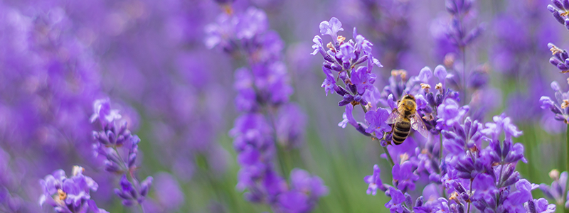 A close-up of a busy bee collecting pollen from a lavender bloom.