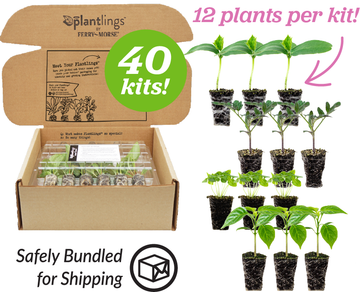 Plantlings box with 12 live baby plants