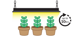 Potting up graphic showing plants under grow light