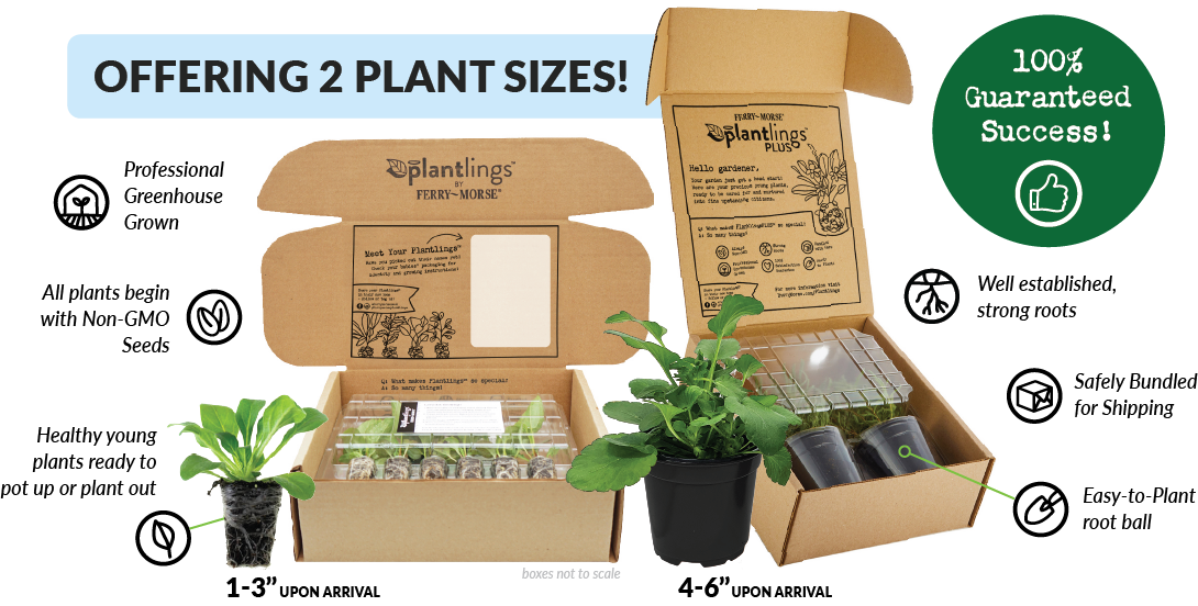 an example of the plantlings shipping box and how they are delivered to you