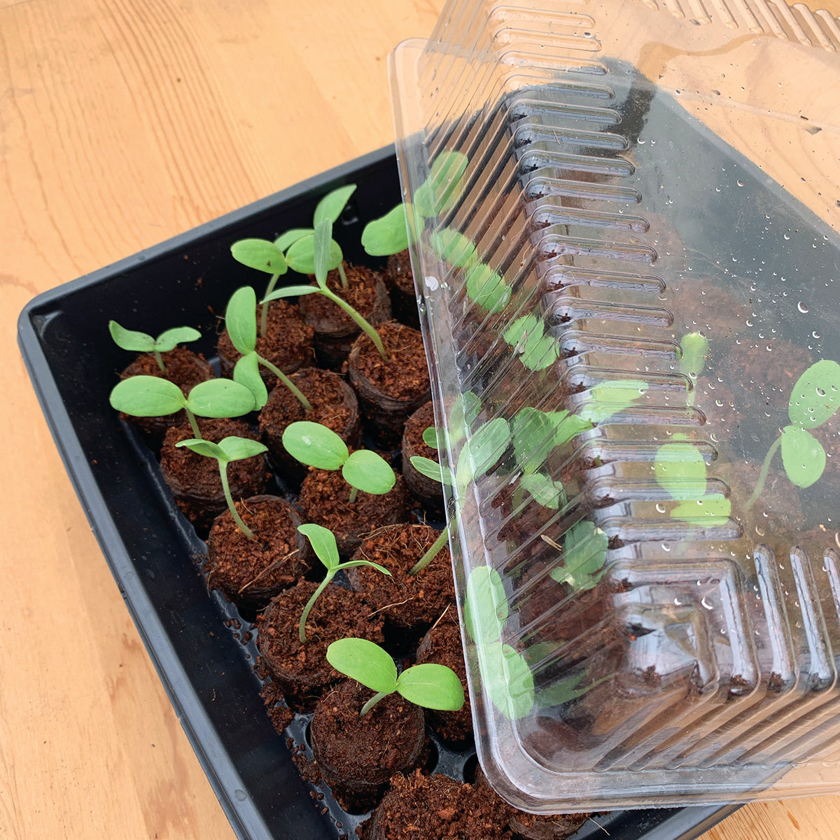 Seedlings in peat pellets in a seed-starting tray