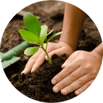 Planting seedling outside in garden soil bed