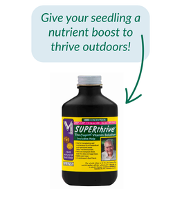 SUPERthrive Plant Vitamin Solution with Kelp, 4 OZ
