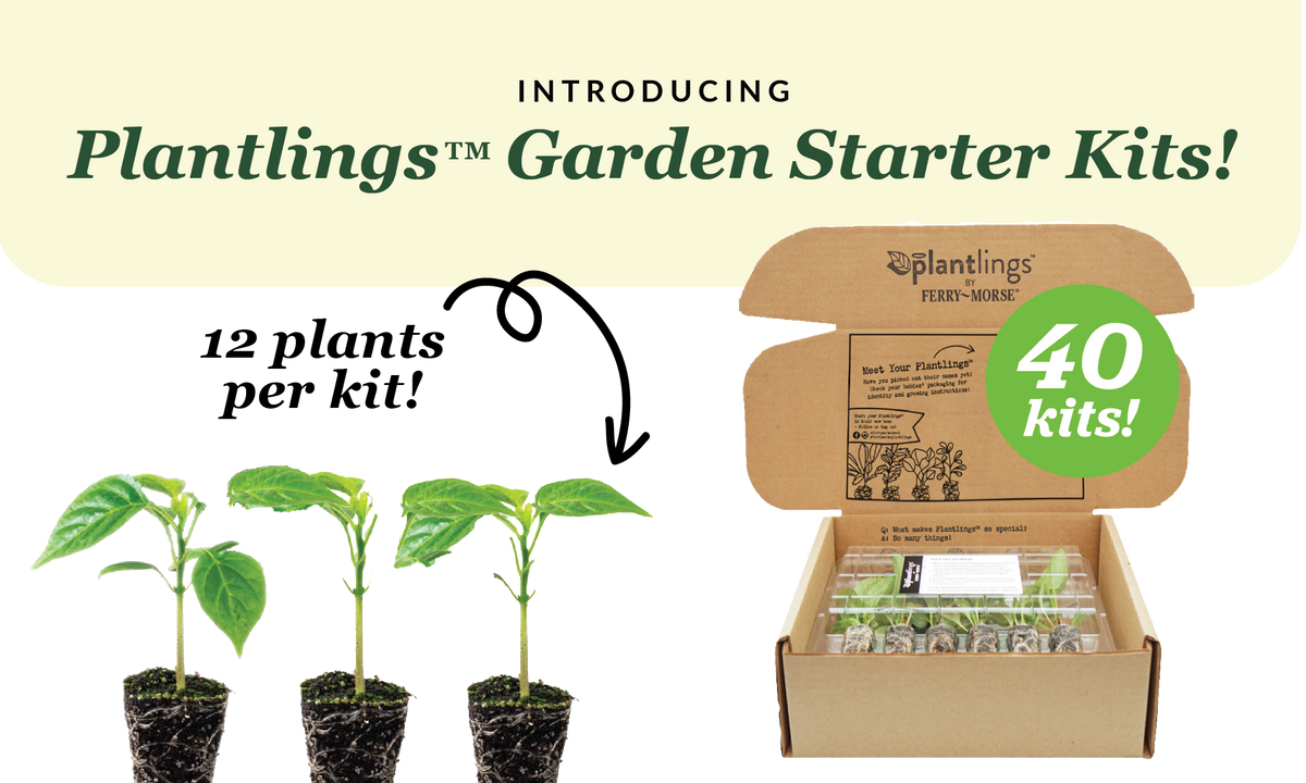 Photo of plantlings and a garden starter kit in a cardboard shipping box