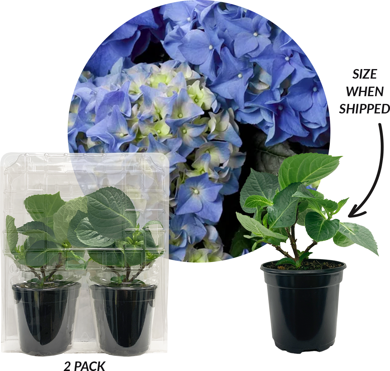 Hydrangea 'Early Blue' Plantlings+Plus Live Baby Plants 4in. Pot, 2-Pack