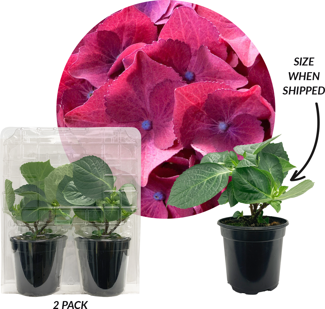Title Text Hydrangea 'Hot Red Purple' Plantlings+Plus Live Baby Plants 4in. Pot, 2-Pack