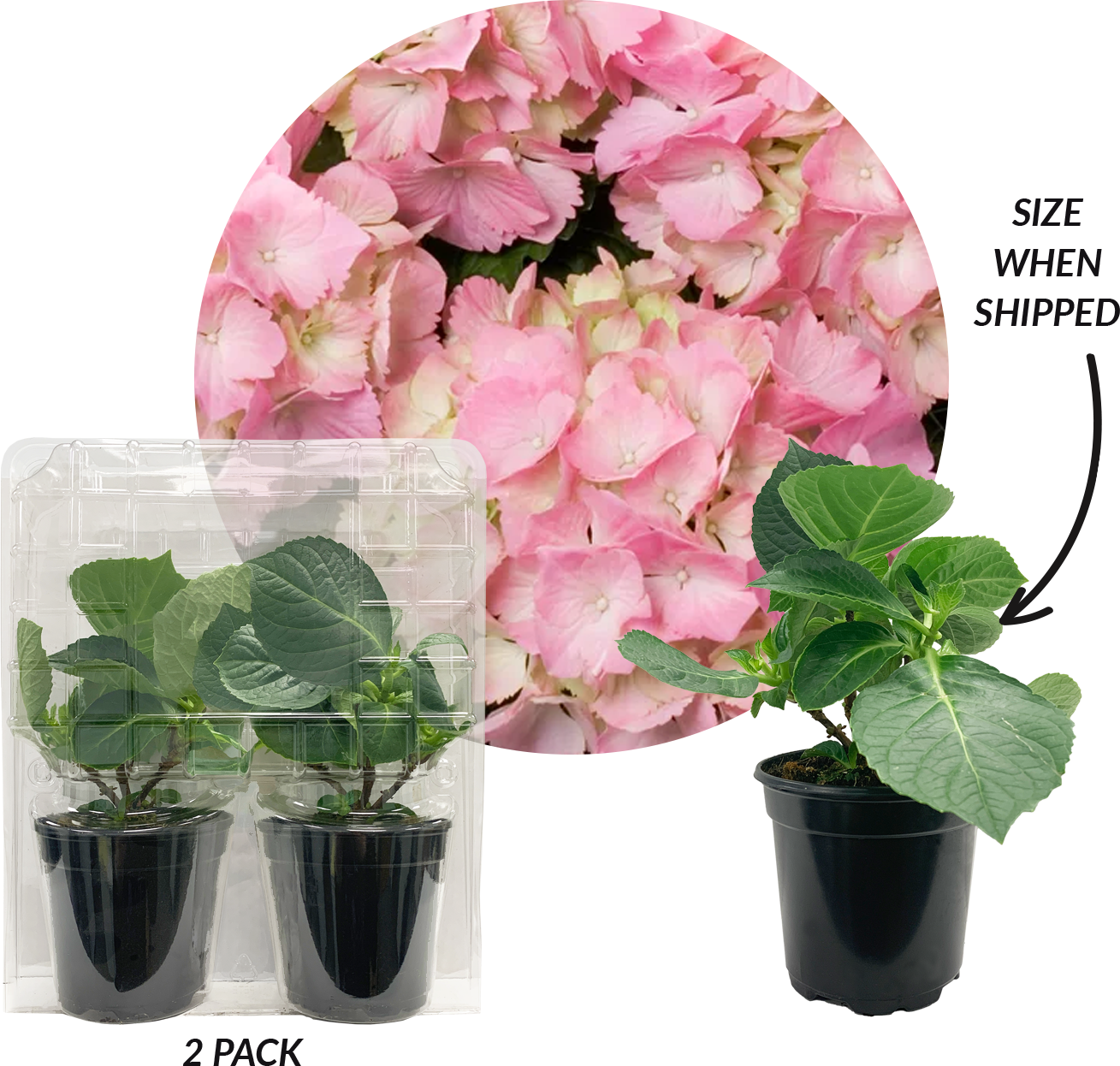 Hydrangea Pink Sensation Plantlings+Plus Live Baby Plants 4in. Pot, 2-Pack
