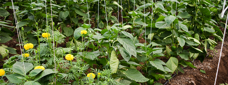 Marigolds growing amongst pepper plants to ward off garden pests.