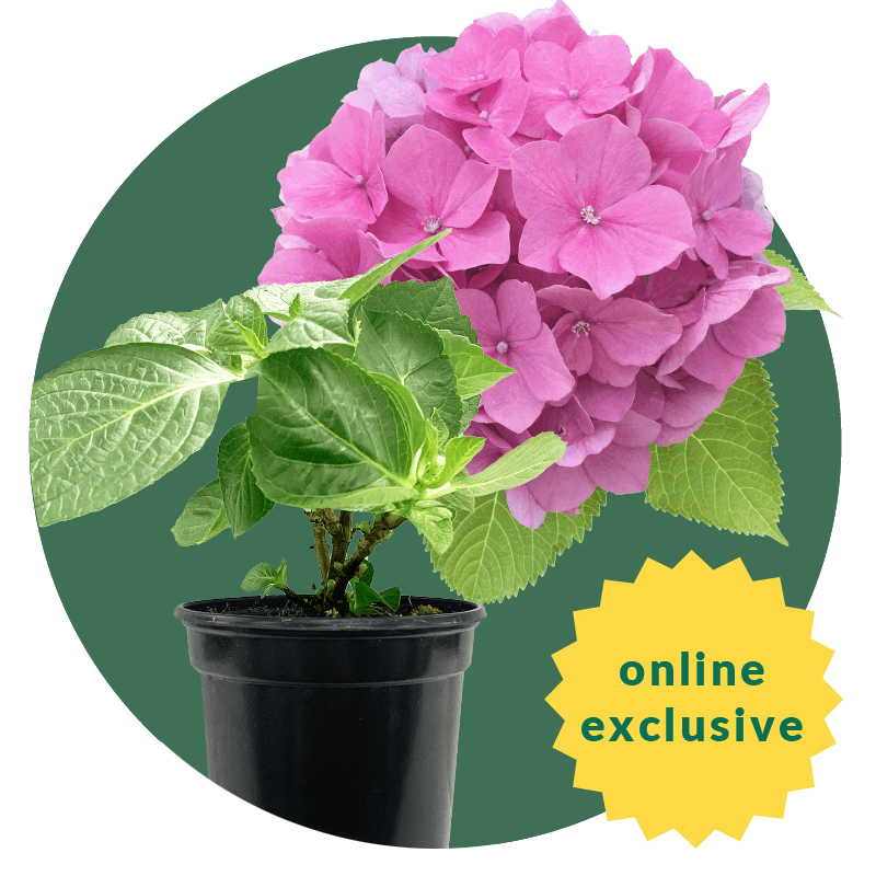 Hydrangea bloom and baby plant on green circle background. Online Exclusive.