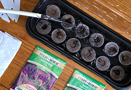 Indoor Seed Starting Using Jiffy Peat Pellet Greenhouses: A Step-by-Step Walkthrough