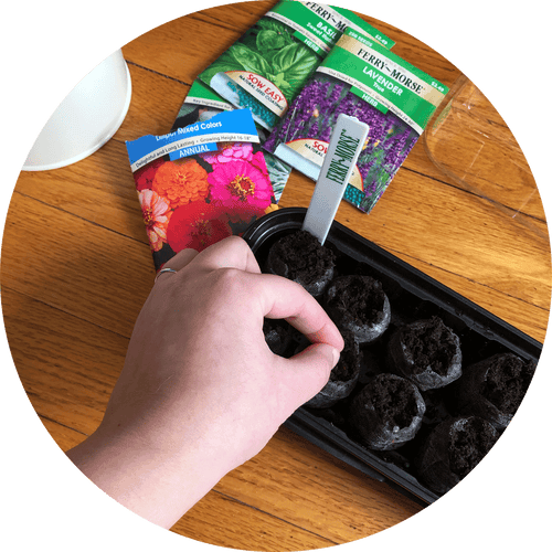 Gardener sowing some of their zinnia seeds inside of a Jiffy seed starting peat pellet greenhouse.