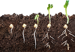 Image shows the various stages of seed germination and a plant sprouting and developing roots in the soil.