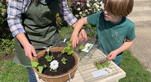 An adult and child gardener filling a hanging basket with some salvia as their thrillers and some white petunias as their spillers.