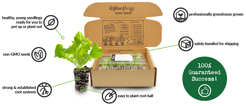 Image of the Plantlings safe and secure shipping box that your plants will arrive in, packaged neatly in their clamshells.