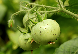 Aphid insect pests snacking on a ripening tomato in a backyard garden.