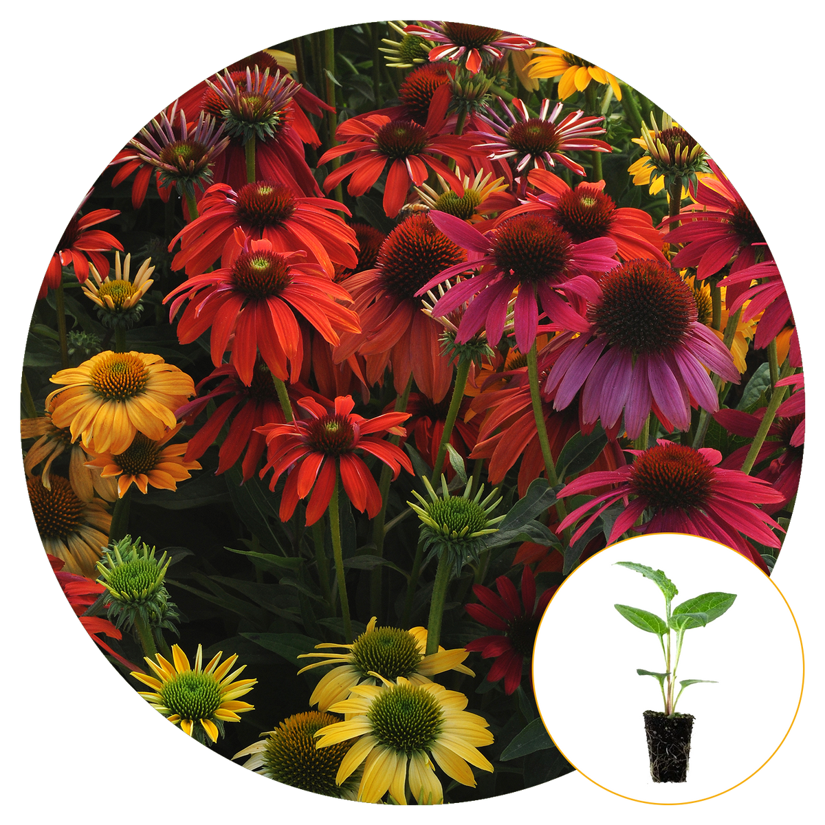A FIELD OF BLOOMING COLORFUL CONEFLOWER