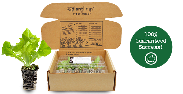 an example of how our plantlings are shipped to you