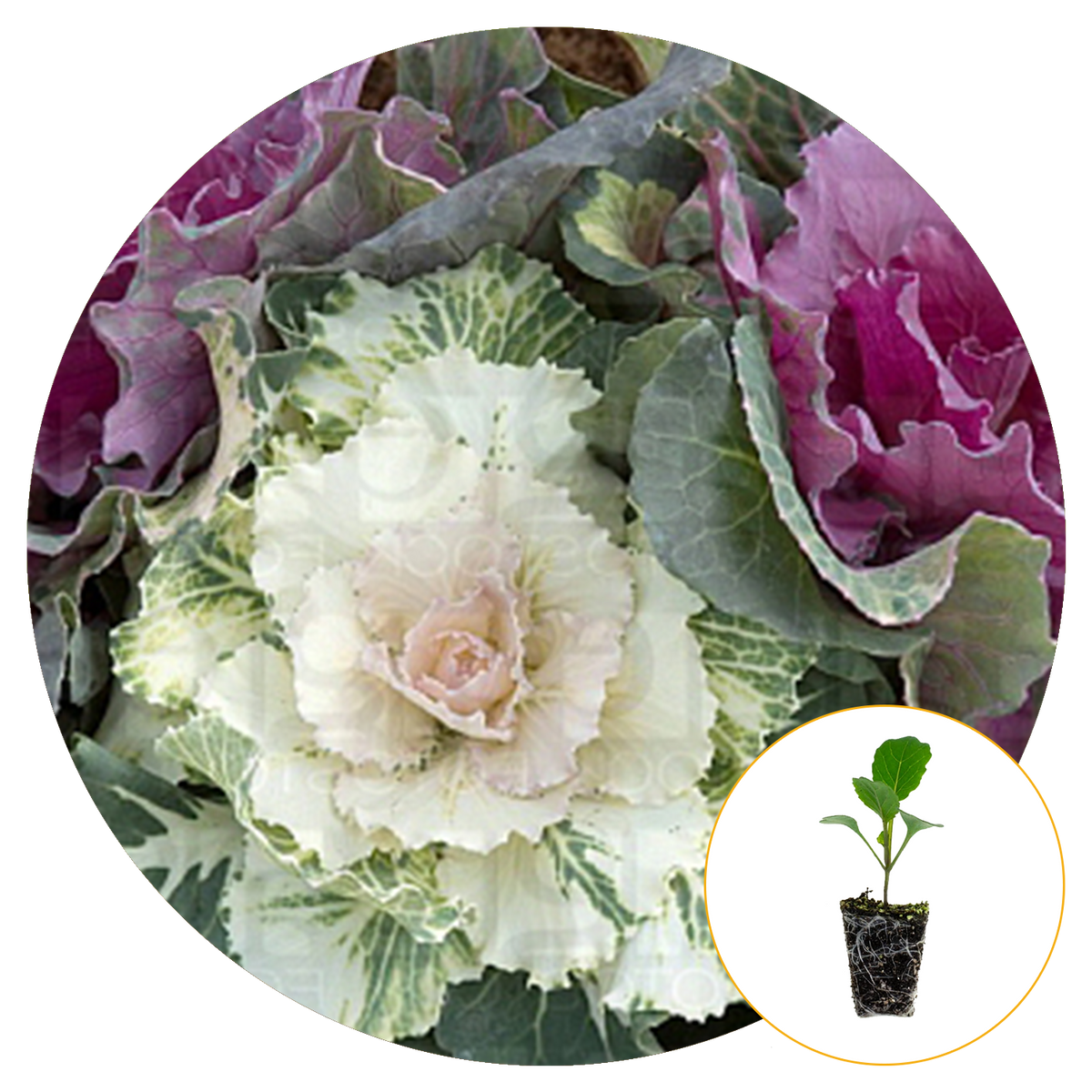 ORNAMENTAL CABBAGE FULLY MATURED