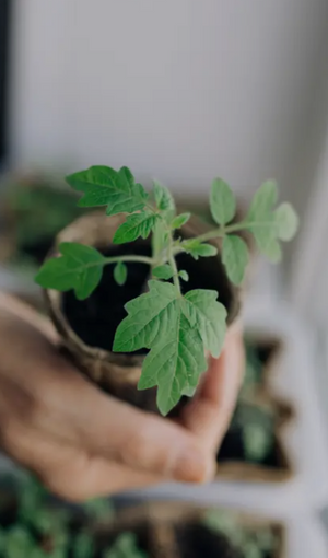 A Young tomato seedling grows healthily out of a peat pot.