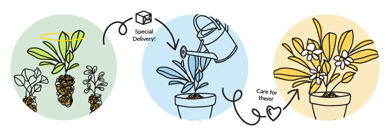 Illustration of how plantlings work! First you pick your plantling, it is delivered to you, you pot or plant them and then care for them into maturity.