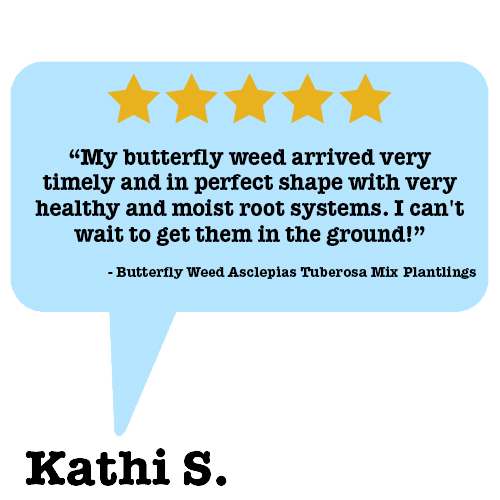 customer review on the butterfly weed plantlings, 5 stars!