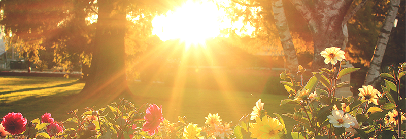 Sunlight pouring over some beautiful, blooming flowers 