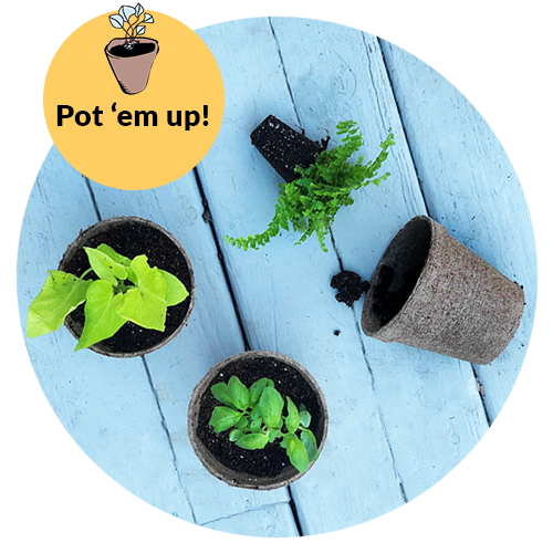 Different seedlings in peat pots on a light blue wooden table with the caption 