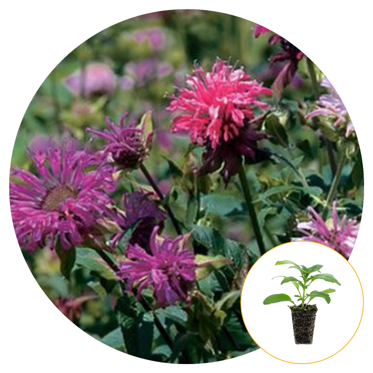 PURPLE AND PINK BEE BALM FLOWERS BLOOMING