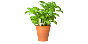 Basil growing in a planter with a Ferry-Morse Plant Marker.