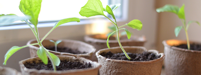 Eggplant seedlings growing in biodegradable seed starting pots, sitting in a sunny windowsill.