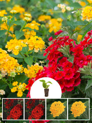 Annual Flower Kit with Verbena Firehouse Red & Lantana Lucky Pot Of Gold Plantlings Live Baby Plants 1-3in., 12-Pack