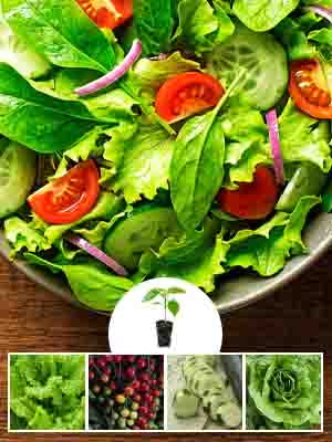 Salad Mix Vegetable Kit, 12 Plantlings