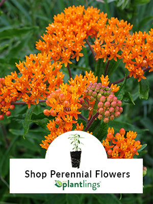 Bright orange butterfly weed in bloom in background