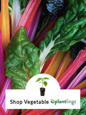 Rainbow Swiss Chard growing in a row in background.