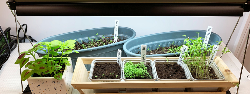 Seedlings under a grow light with a T5 bulb