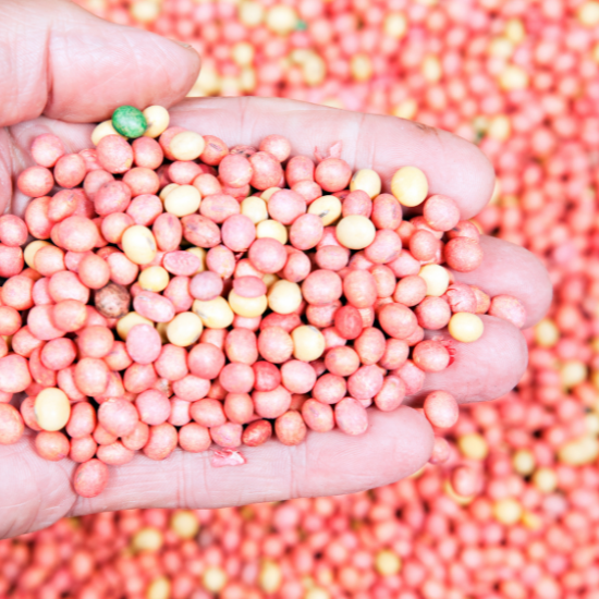 Male hand holding coated soybean seeds