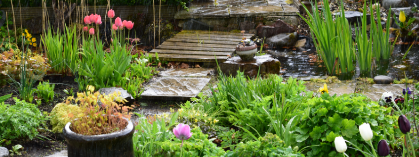 Spring rain falling on a garden of tulips and other plants