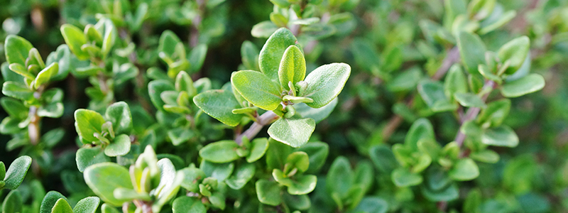 Thyme growing in an outdoor herb garden.