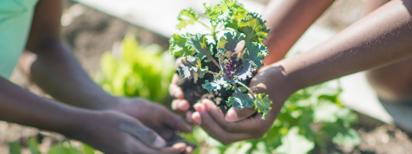 A mother handing a small brassica plant to her daughter to transplant into a garden